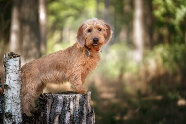 Basset Fauve de Bretagne Standing on Tree Stump