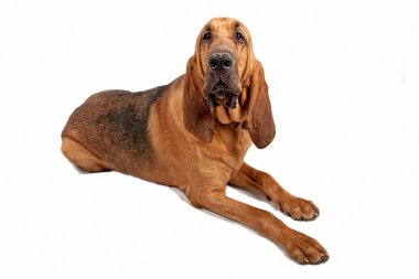 Bloodhound Looking Upfront