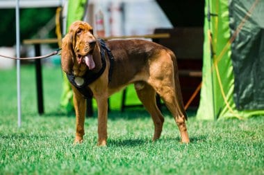 Bloodhound Standing on grass Outdoors