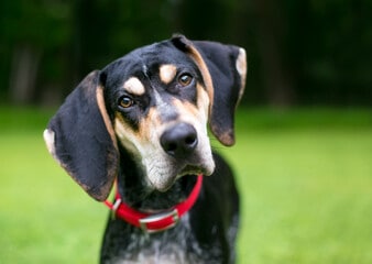 Bluetick Coonhound Face Close-Up