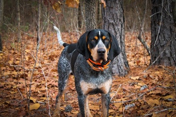 Bluetick Coonhound Standing Outdoors Autumn Forest