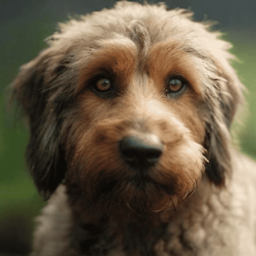 Bosnian Coarse-haired Hound Portrait