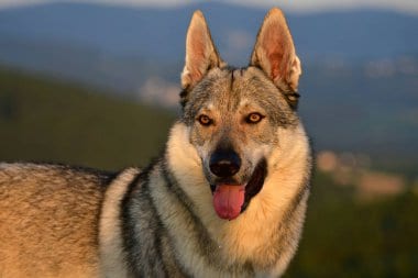 Czechoslovakian Wolfdog Golden Hour