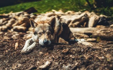 Czechoslovakian Wolfdog Lying on Dirt