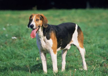 English Foxhound Standing on grass Panting