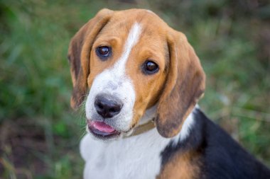 Estonian Hound Looking Up