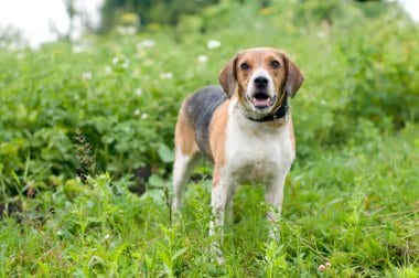 Estonian Hound Standing Outdoors