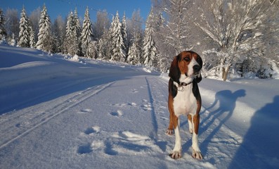 Finnish Hound Looking Front