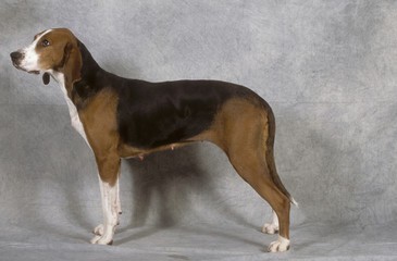 Finnish Hound Standing Side-angle