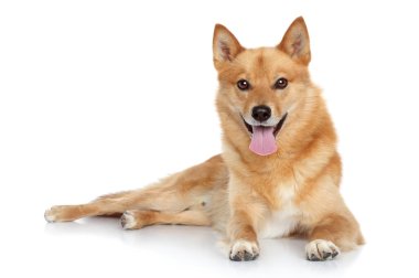 Finnish Spitz Lying Down Front View