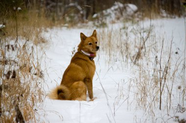 Finnish Spitz Sitting Down on Snow