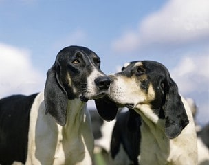 Grand Anglo-Français Blanc et Noir Dogs