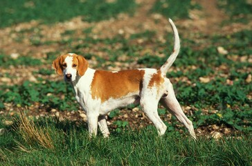 Grand Anglo-Français Blanc et Orange Standing on grass