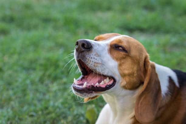 grand anglo francais tricolore yawning