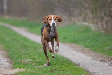 Hamiltonstövare Running