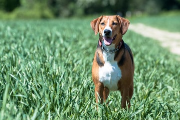 Hamiltonstövare Standing On Grass