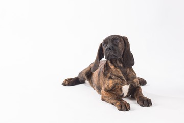 Hanover Hound Lying Down and Looking Up