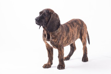 Hanover Hound Puppy Standing