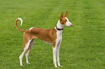 Ibizan Hound Standing Looking to the Right