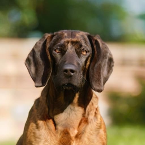 Hanover Hound Portrait