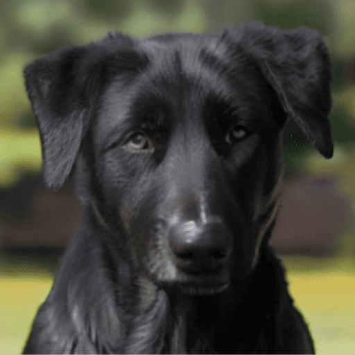 Majorca Shepherd Dog – Woofmastery.com