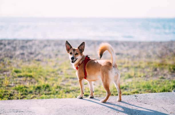 Norwegian Lundehund Dog Walking on the Beach