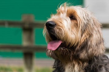 Otterhound Close-Up Side-angle