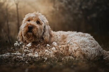 Otterhound Lying on Flowers