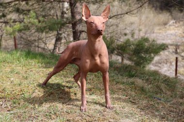 Pharaoh Hound Standing Looking Front