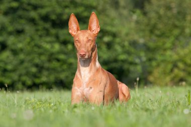 Pharaoh Hound Standing on Grass