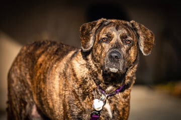 Plott Hound Looking Front