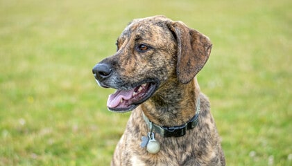 Plott Hound Side-angle Close-Up