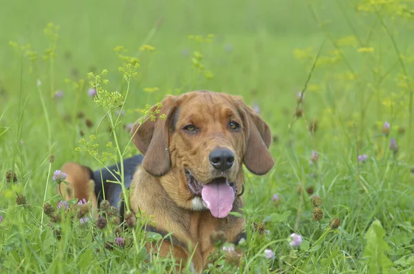 Polish Hound Looking to the Right