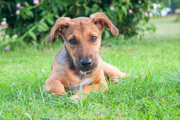 Polish Hound Puppy