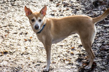 Portuguese Podengo Standing Outdoors