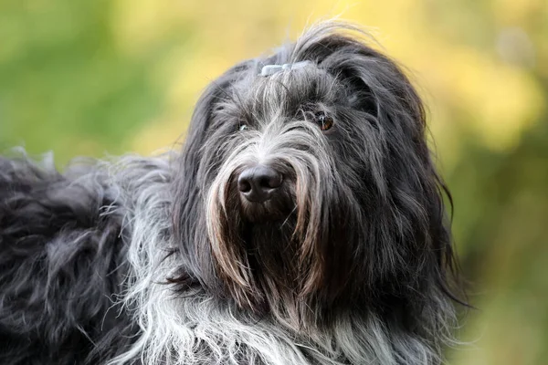 Portuguese Sheepdog Looking to the Left