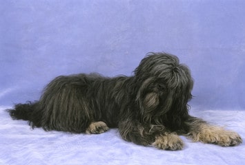 Portuguese Sheepdog Lying Down