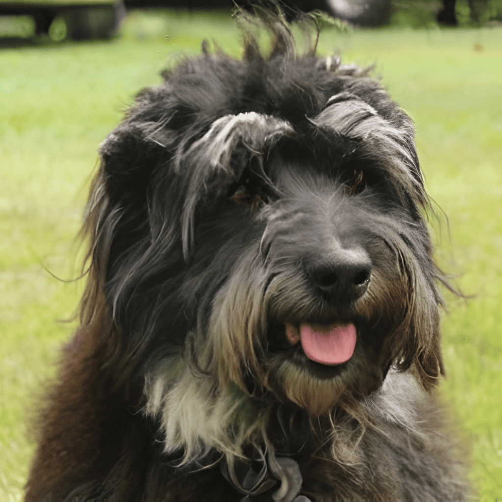 Portuguese Sheepdog Portrait