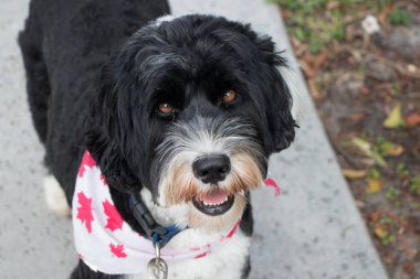 Portuguese Water Dog Looking Up