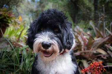 Portuguese Water Dog in a Garden