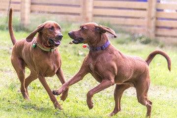 Redbone Coonhound Dogs