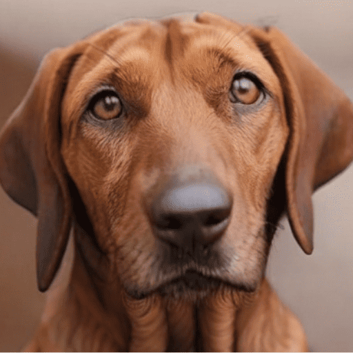 Redbone Coonhound Portrait