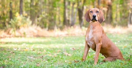 Redbone Coonhound Sitting Down on Grass