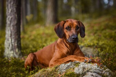 Rhodesian Ridgeback Lying on Rock