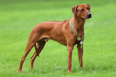 Rhodesian Ridgeback Standing