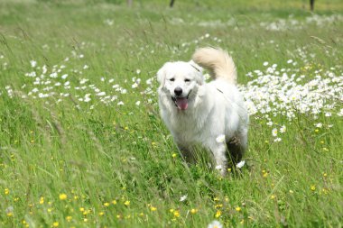 Slovak Cuvac Out on a Field