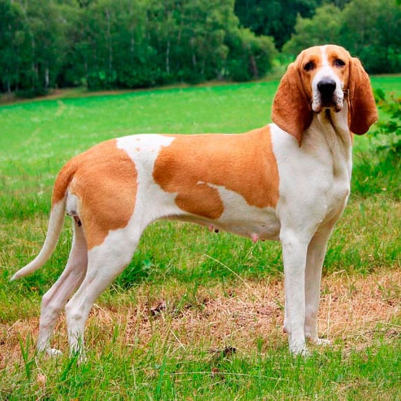 Swiss Hound Standing Outdoors