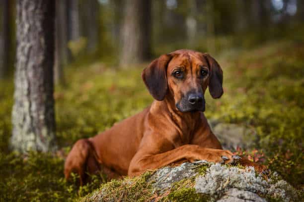 Tyrolean Hound Lying on Rock