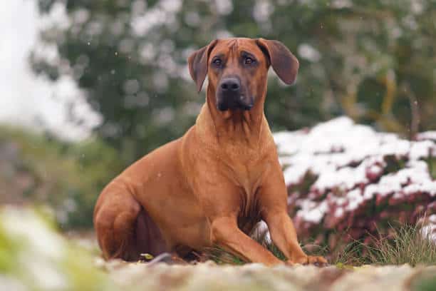 Tyrolean Hound Sitting Down