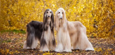 afghan hound dogs standing side-by-side